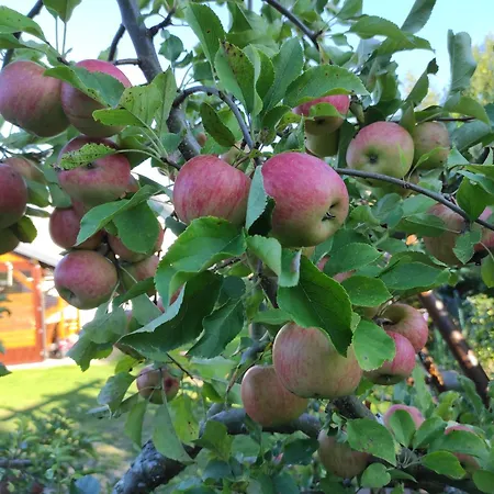 Pod Lipa Apartment *