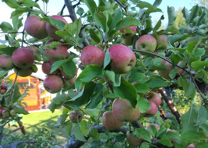 Pod Lipa Lägenhet *